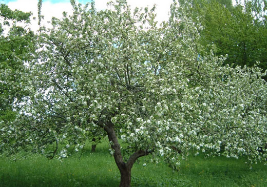 Забота о яблоне весной